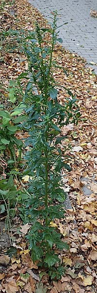 Atriplex hortensis \ Garten-Melde, D Bochum 23.10.2018