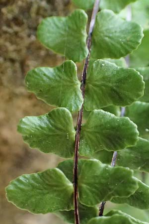 Asplenium trichomanes subsp. hastatum \ Spieblttriger Brauner Streifenfarn, Gehrter Brauner Streifenfarn, D Neckarsteinach 9.11.2018