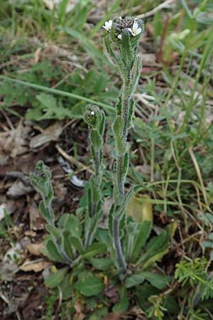 Arabis hirsuta \ Rauhaarige Gnsekresse / Hairy Rock-Cress, D Eching 2.5.2019