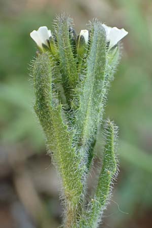 Arabis hirsuta \ Rauhaarige Gnsekresse / Hairy Rock-Cress, D Eching 2.5.2019