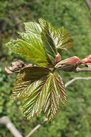 Acer pseudoplatanus \ Berg-Ahorn / Sycamore Maple, D Mannheim 22.4.2021