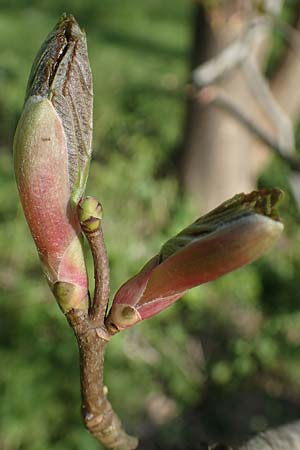 Acer pseudoplatanus \ Berg-Ahorn, D Mannheim 22.4.2021