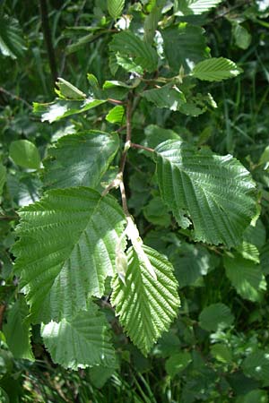 Alnus incana \ Grau-Erle / Grey Alder, Speckled Alder, D Schwarzwald/Black-Forest, Feldberg 29.6.2008