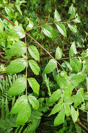 Aralia elata \ Japanischer Angelikabaum, Teufels-Krckstock, D Odenwald, Unterflockenbach 27.6.2015