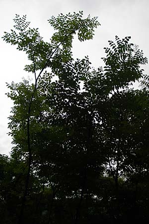 Aralia elata \ Japanischer Angelikabaum, Teufels-Krckstock / Japanese Angelica Tree, D Odenwald, Unterflockenbach 27.6.2015