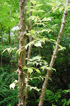 Aralia elata \ Japanischer Angelikabaum, Teufels-Krückstock / Japanese Angelica Tree, D Odenwald, Unterflockenbach 27.6.2015