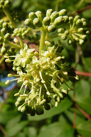 Aralia elata / Japanese Angelica Tree, D Odenwald, Unterflockenbach 27.6.2015