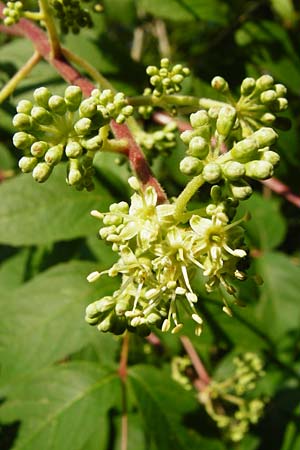 Aralia elata \ Japanischer Angelikabaum, Teufels-Krckstock / Japanese Angelica Tree, D Odenwald, Unterflockenbach 27.6.2015