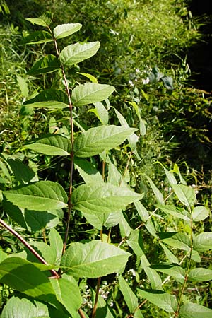 Aralia elata \ Japanischer Angelikabaum, Teufels-Krckstock, D Odenwald, Unterflockenbach 27.6.2015