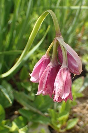 Allium insubricum / Lombardy Garlic, Piedmont Garlic, D Botan. Gar.  Universit.  Tübingen 17.6.2017