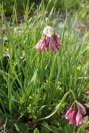 Allium insubricum \ Sdalpen-Lauch, D Botan. Gar.  Universit.  Tübingen 17.6.2017