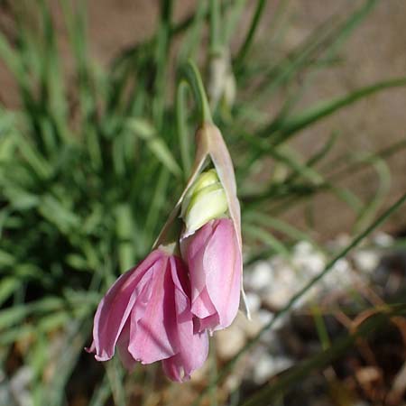 Allium insubricum \ Sdalpen-Lauch, D  2.6.2023