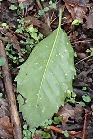 Aucuba japonica \ Japanische Goldorange, Japanische Aukube / Gold Dust Plant, D Leverkusen 11.3.2019