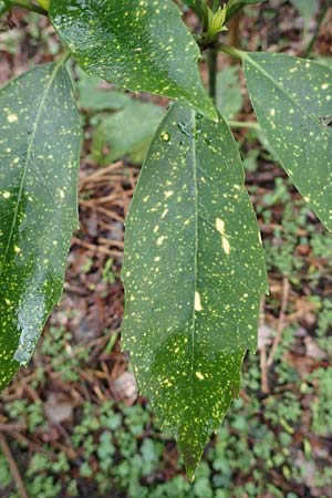 Aucuba japonica \ Japanische Goldorange, Japanische Aukube / Gold Dust Plant, D Leverkusen 11.3.2019