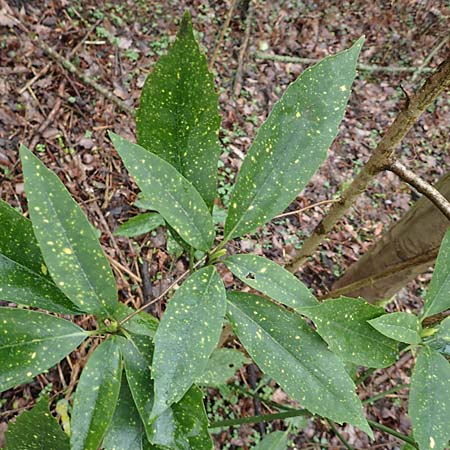 Aucuba japonica \ Japanische Goldorange, Japanische Aukube / Gold Dust Plant, D Leverkusen 11.3.2019