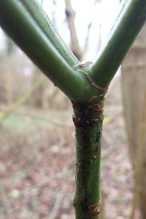 Aucuba japonica \ Japanische Goldorange, Japanische Aukube, D Leverkusen 11.3.2019