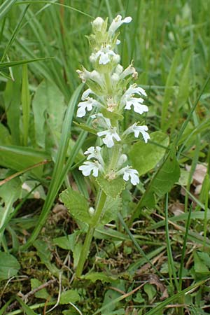 Ajuga reptans \ Kriechender Gnsel / Bugle, D Odenwald, Grasellenbach 26.5.2019