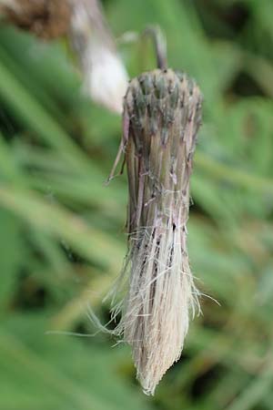 Cirsium arvense / Creeping Thistle, D Mannheim 3.10.2017