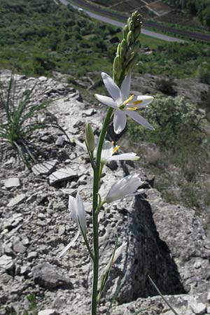 Anthericum liliago \ Astlose Graslilie / St. Bernard's Lily, D Karlstadt 30.4.2007