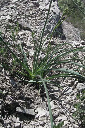 Anthericum liliago \ Astlose Graslilie, D Karlstadt 30.4.2007