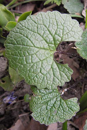 Alliaria petiolata \ Knoblauch-Rauke, Knoblauch-Hederich / Garlic Mustard, D Ludwigshafen 8.4.2013