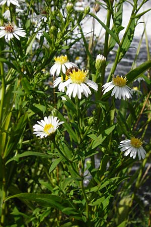 Symphyotrichum lanceolatum \ Lanzett-Herbst-Aster / Narrow-Leaved Michaelmas Daisy, White Panicle Aster, D Runkel an der Lahn 1.8.2015