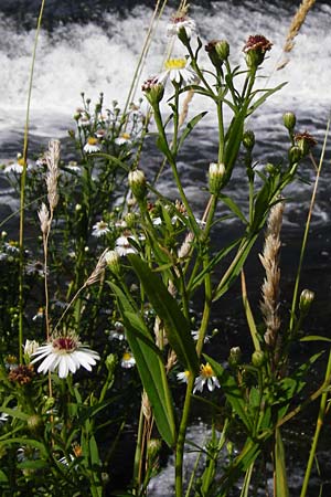 Symphyotrichum lanceolatum \ Lanzett-Herbst-Aster / Narrow-Leaved Michaelmas Daisy, White Panicle Aster, D Runkel an der Lahn 1.8.2015