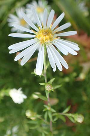 Symphyotrichum lanceolatum \ Lanzett-Herbst-Aster / Narrow-Leaved Michaelmas Daisy, White Panicle Aster, D Karlsruhe 3.10.2015