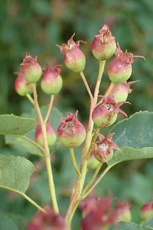 Amelanchier lamarckii \ Kupfer-Felsenbirne, D Elsenfeld am Main 11.6.2016