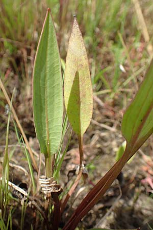 Alisma lanceolatum \ Lanzettblttriger Froschlffel / Water-Plantain, D Kehl 23.7.2016