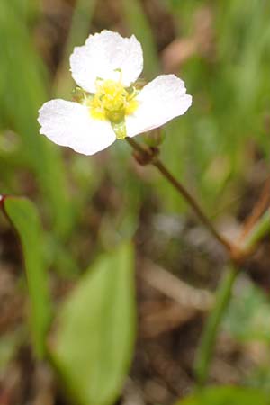 Alisma lanceolatum / Water-Plantain, D Kehl 23.7.2016