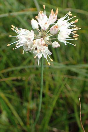 Allium suaveolens \ Wohlriechender Lauch, D Mindelsee 6.9.2016