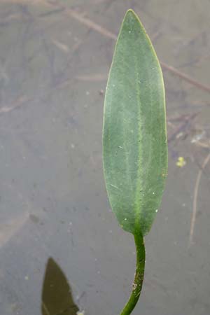 Alisma lanceolatum \ Lanzettblttriger Froschlffel, D Neustadt an der Aisch 2.10.2016