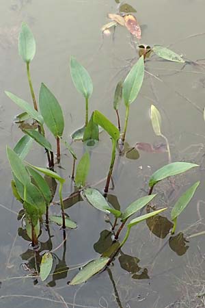 Alisma lanceolatum \ Lanzettblttriger Froschlffel / Water-Plantain, D Neustadt an der Aisch 2.10.2016