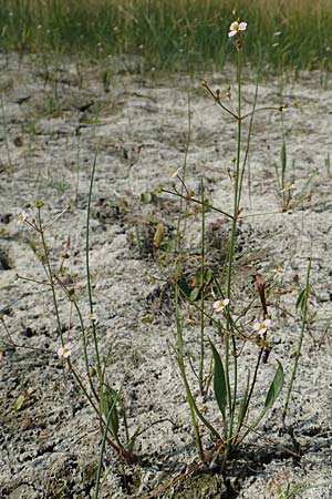 Alisma lanceolatum \ Lanzettblttriger Froschlffel / Water-Plantain, D Römerberg 8.7.2017