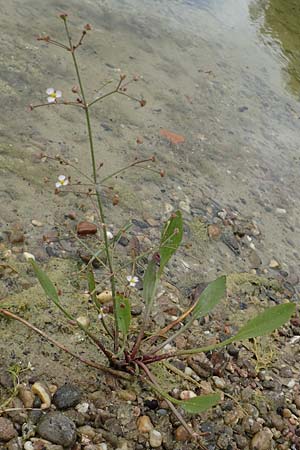 Alisma lanceolatum \ Lanzettblttriger Froschlffel / Water-Plantain, D Groß-Gerau 15.7.2017