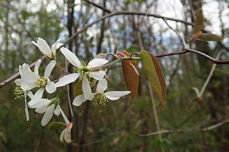 Amelanchier lamarckii \ Kupfer-Felsenbirne / Allegheny Service Berry, D Birkenheide 14.4.2018