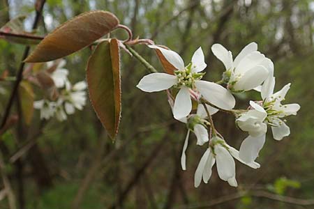 Amelanchier lamarckii \ Kupfer-Felsenbirne / Allegheny Service Berry, D Birkenheide 14.4.2018