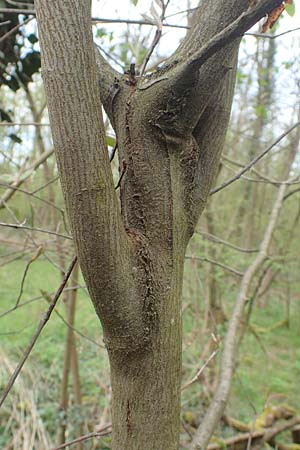 Amelanchier lamarckii \ Kupfer-Felsenbirne / Allegheny Service Berry, D Birkenheide 14.4.2018