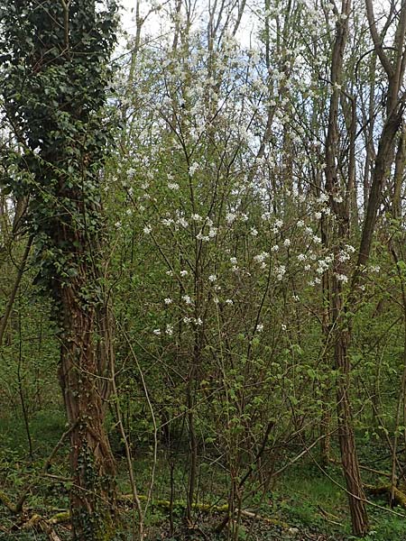 Amelanchier lamarckii \ Kupfer-Felsenbirne, D Birkenheide 14.4.2018