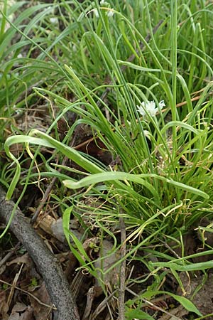 Allium trifoliatum \ Dreiblttriger Lauch / Hirsute Garlic, Pink Garlic, D Stuttgart-Gaisburg 24.4.2018