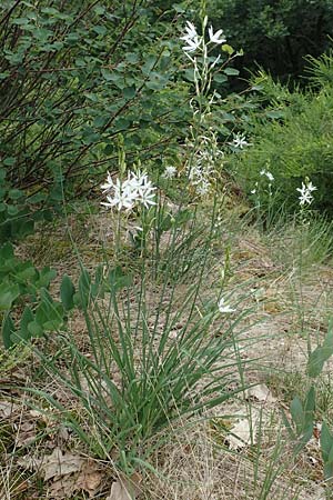 Anthericum liliago \ Astlose Graslilie / St. Bernard's Lily, D Donnersberg 1.6.2018