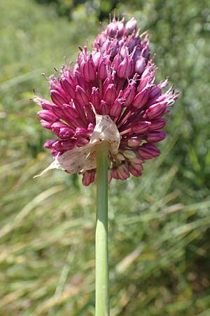 Allium sphaerocephalon \ Kugel-Lauch, D Kaiserstuhl,  Burkheim 25.6.2018