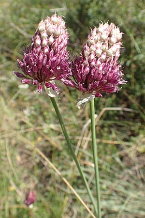 Allium sphaerocephalon \ Kugel-Lauch / Round-Headed Leek, D Kaiserstuhl,  Burkheim 25.6.2018