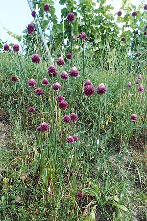 Allium sphaerocephalon \ Kugel-Lauch, D Kaiserstuhl,  Burkheim 25.6.2018