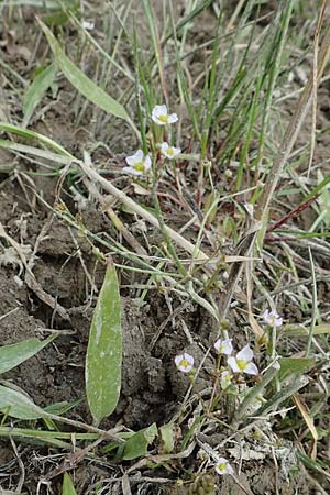 Alisma lanceolatum / Water-Plantain, D Philippsburg 7.7.2018