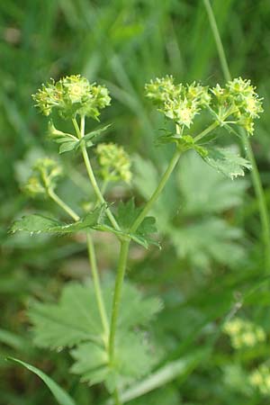 Alchemilla monticola \ Bergwiesen-Frauenmantel, D Odenwald, Hammelbach 26.5.2019