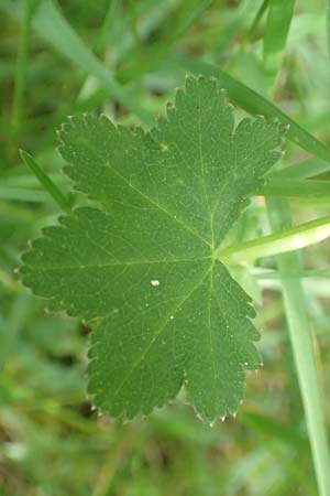 Alchemilla monticola \ Bergwiesen-Frauenmantel, D Odenwald, Hammelbach 26.5.2019