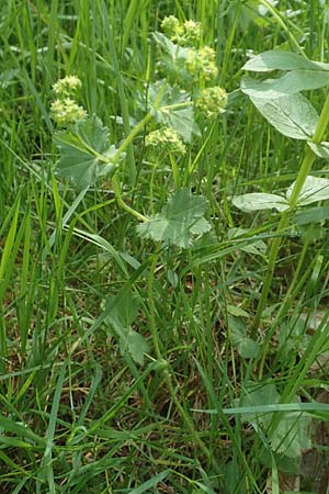 Alchemilla monticola \ Bergwiesen-Frauenmantel, D Odenwald, Hammelbach 26.5.2019