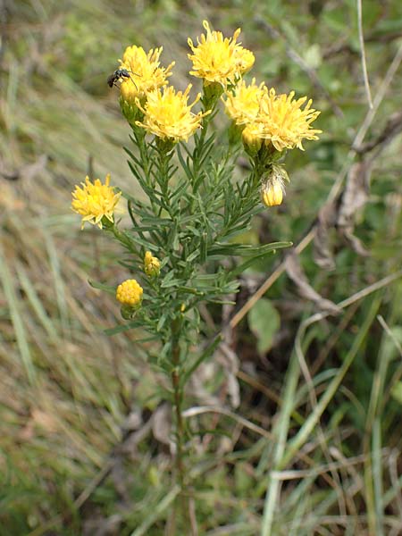 Galatella linosyris \ Gold-Aster, D Grünstadt-Asselheim 9.9.2019